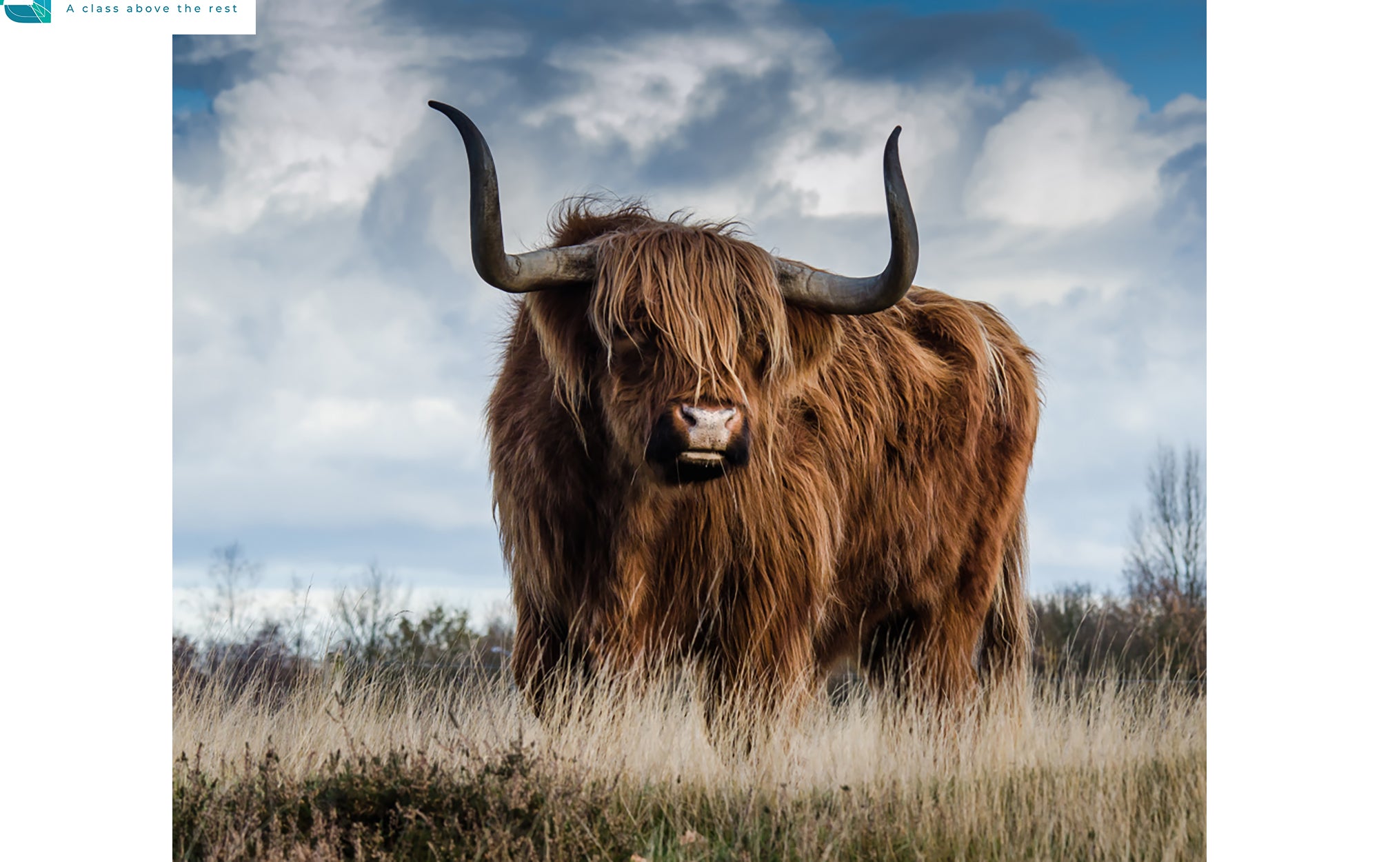 Highland cow standing in a field with a blue sky and clouds in the background for 1200W Nexus Wi-Fi Image Infrared Heating Panel