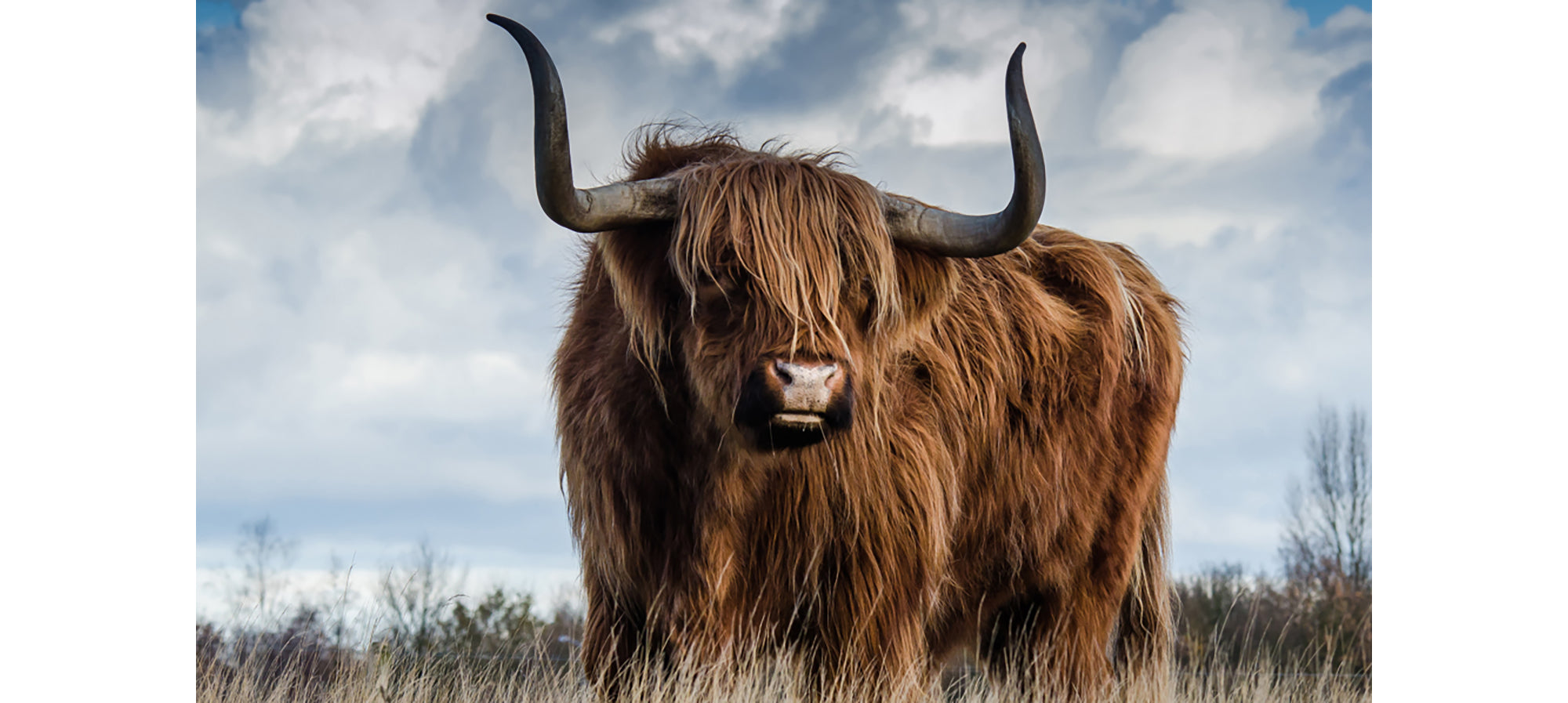 Highland cow with large horns standing in a field with a blue sky for 580W Nexus Wi-Fi Image Infrared Heating Panel