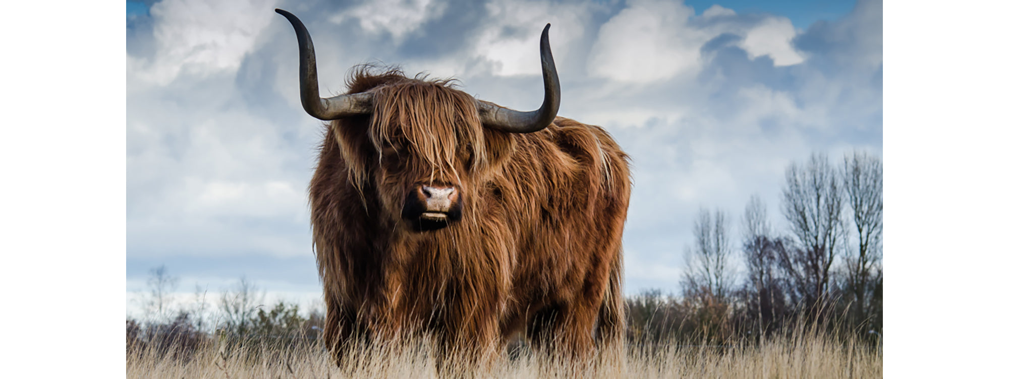 Highland cow standing in a field with a blue sky and clouds in the background for 700W Nexus Wi-Fi Image Infrared Heating Panel